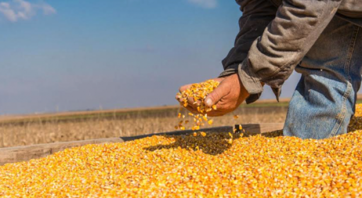 EMAPA LIMITA ENTREGA DE MAÍZ A SOLO 1 100 DE 3 000 PRODUCTORES A ESCALA