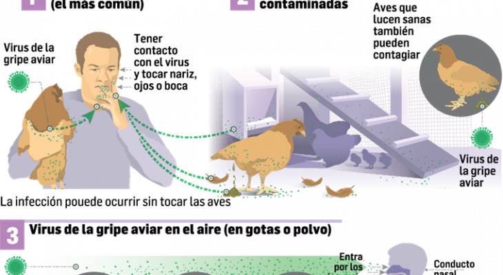 GRIPE AVIAR CONOZCA SUS SEÑALES Y SÍNTOMAS EN HUMANOS