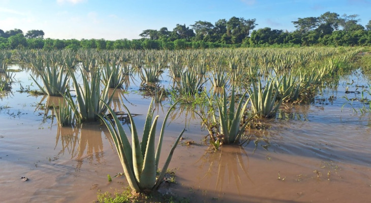 MÁS DE 9 000 HECTÁREAS DE CULTIVOS SE VEN AFECTADAS POR INUNDACIONES Y