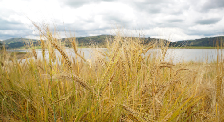 Colombia Abren Convocatoria Para Vincular Agricultores De Cebada