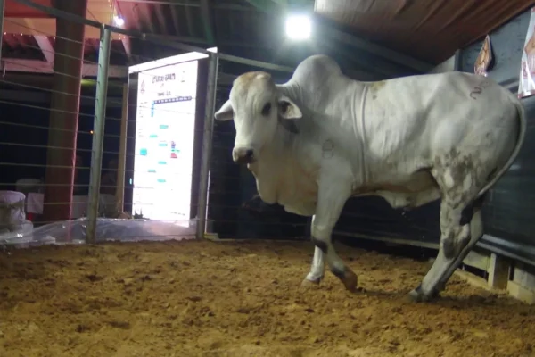 REMATE BRAHMAN, FIESTA GANADERA QUE DIO REALCE AL ANIVERSARIO DE SAN BORJA