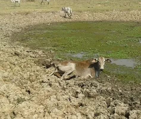 Ganaderos del Beni en emergencia por falta de lluvias