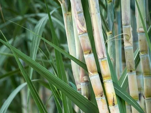 EL INIAF APUNTA A MEJORAR LOS CULTIVOS DE CAÑA Y CÍTRICOS EN BERMEJO