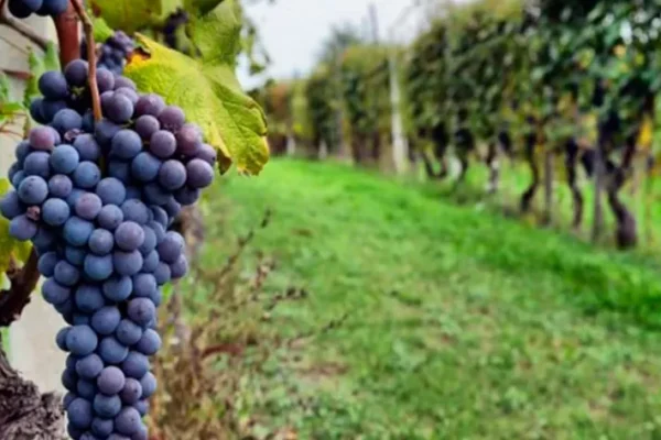 POR TRES MESES ESTÁ PROHIBIDA LA IMPORTACIÓN DE UVA