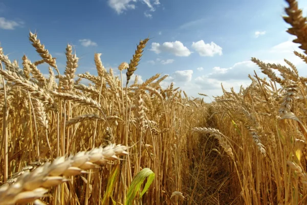 EL CAMBIO CLIMÁTICO FRENA EL PROGRESO DEL MEJORAMIENTO DEL TRIGO PARA EL RENDIMIENTO Y LA AMPLIA ADAPTACIÓN, SEGÚN UN NUEVO ESTUDIO