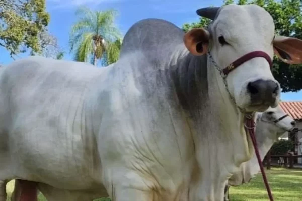 LEWANDOWSKI FIV, DE LA CABAÑA EL TRÉBOL, SE CONSAGRÓ COMO EL TORO ‘MÁS PESADO’ DE LA RAZA NELORE Y DE AGROPECRUZ 2022
