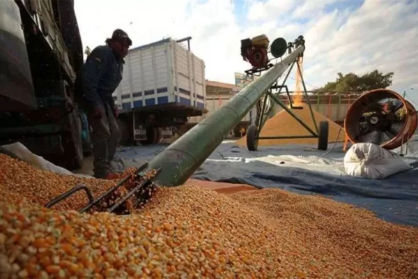 EMAPA PRODUCIRÁ SU PROPIO TRIGO Y MAÍZ, ANUNCIA UNA AUDITORÍA A LA VENTA DE GRANO SUBVENCIONADO