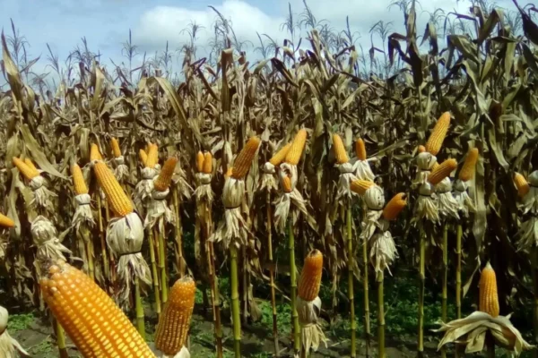PRODUCTORES DE MAÍZ DEL CHACO SE DECLARAN EN EMERGENCIA POR EL CONTRABANDO