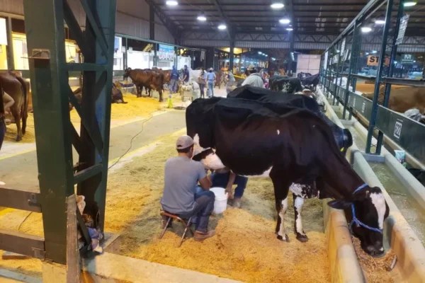 EXPOCRUZ 2022 BUSCA A SUS CAMPEONAS EN PRODUCCIÓN DE LECHE