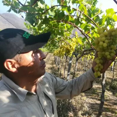 PRODUCTORES DE UVA RECIBEN ASISTENCIA TÉCNICA DE LA GOBERNACIÓN CRUCEÑA PARA POTENCIAR SU RENDIMIENTO
