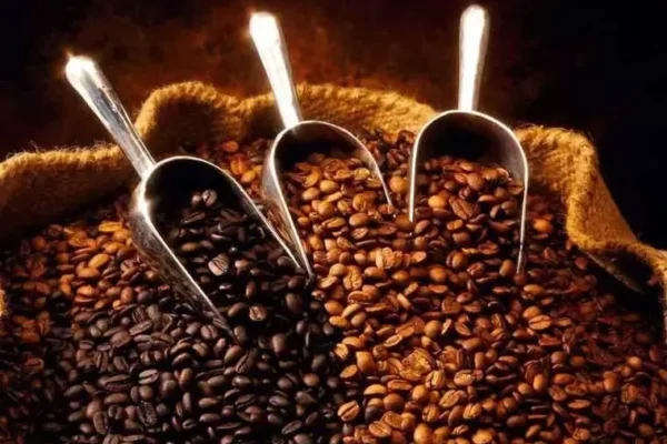 PLAGAS, ENFERMEDADES Y FALTA DE MERCADOS, LAS TRABAS QUE ENFRENTAN PRODUCTORES DE CAFÉ EN SANTA CRUZ