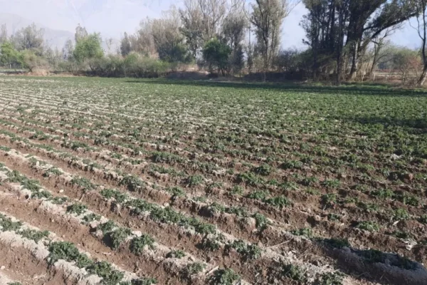 TARIJA: 80% DE 78 COMUNIDADES DE CERCADO FUERON AFECTADAS POR LA HELADA