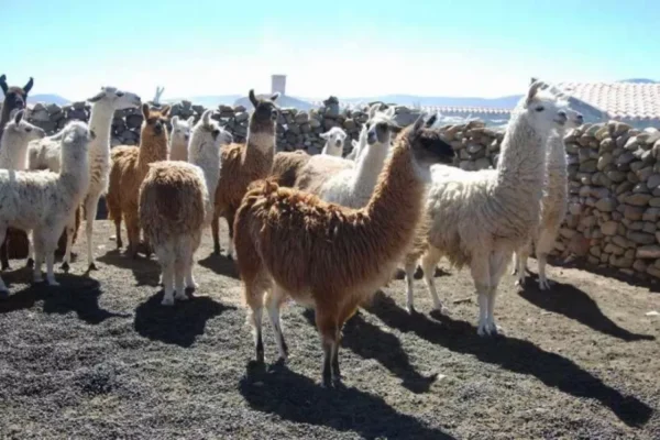 LA ESCASEZ DE AGUA Y FORRAJE AMENAZA A 15 MIL CAMÉLIDOS