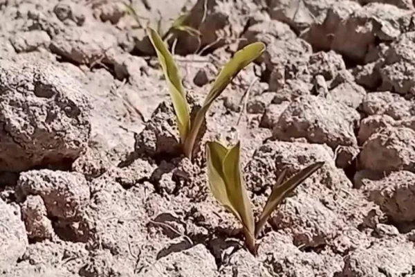 HELADA EN COCHABAMBA PROVOCA PÉRDIDAS EN CULTIVOS DE MAÍZ, PAPA, ALVERJA Y PLANTAS FRUTALES