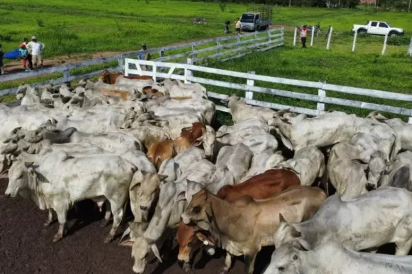 PEQUEÑOS GANADEROS DE YAPACANÍ RECIBEN BOVINOS DEL GOBIERNO