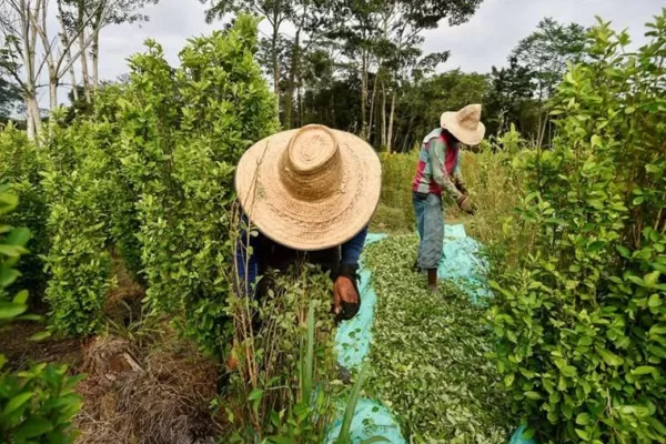ALERTAN QUE BANDAS CRIMINALES DE BRASIL TRATAN DE ASENTARSE EN BOLIVIA
