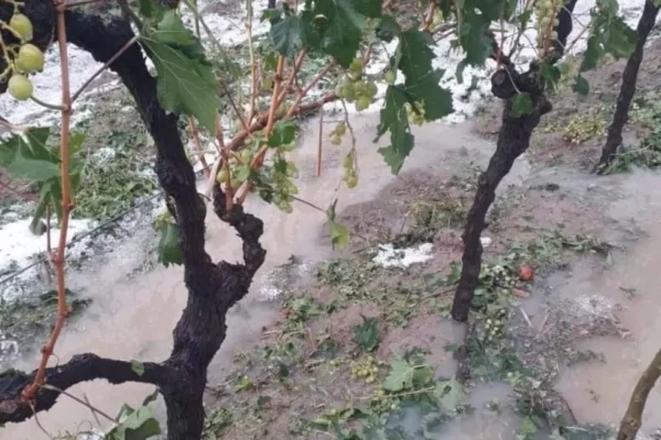 GRANIZADAS PONEN EN RIESGO LA EXPORTACIÓN DE UVA AL PARAGUAY