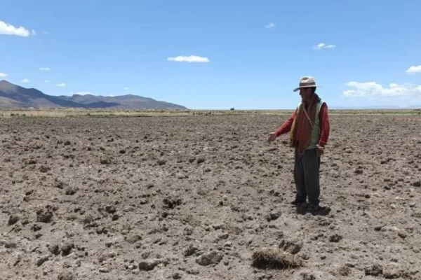 AGRICULTORES DE 70 MUNICIPIOS DE LA PAZ PERDIERON SUS CULTIVOS A CONSECUENCIA DE LA SEQUÍA Y HELADA