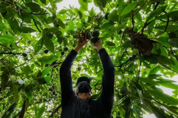 LOS “SUPERALIMENTOS” LATINOAMERICANOS SE ABREN CAMINO EN EL MERCADO JAPONÉS