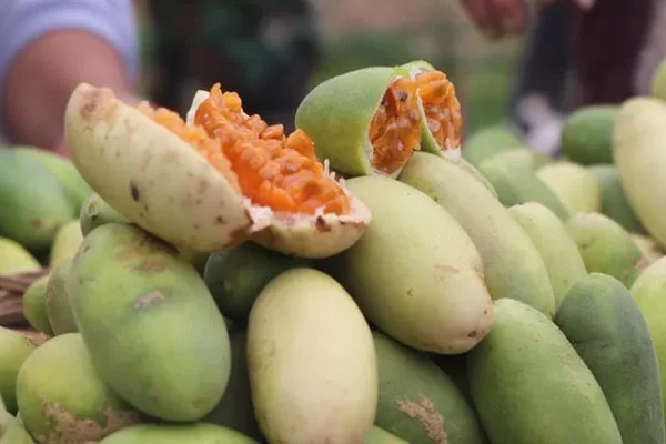 EXITOSA FERIA DEL TUMBO EN PILANCHO, EN SACABA, TIENE 400 PRODUCTORES