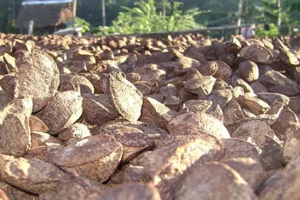 PIDEN AL EJECUTIVO UN PLAN DE RESCATE ECONÓMICO PARA EL SECTOR DE LA CASTAÑA