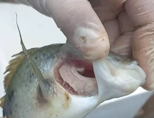 INVESTIGAN CAUSAS DE MORTANDAD DE PECES EN LA REPRESA GUAPOMÓ