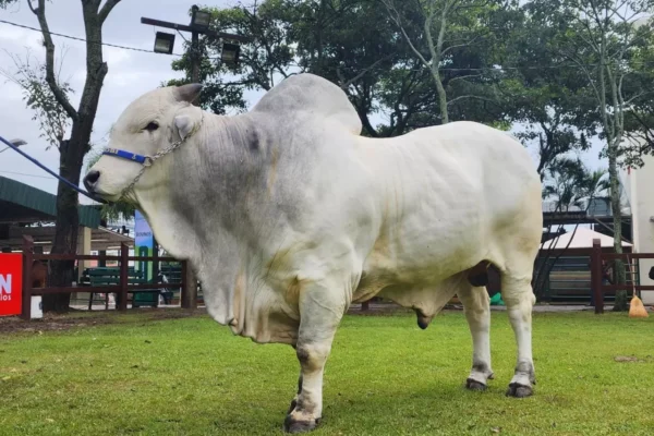 RENCHO DE CHOROBI PESÓ 1.250 KILOS Y ES EL TORO MÁS PESADO DE AGROPECRUZ 2023