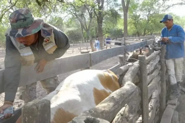 TARIJA: INICIA CAMPAÑA CONTRA LA RABIA BOVINA EN EL CHACO