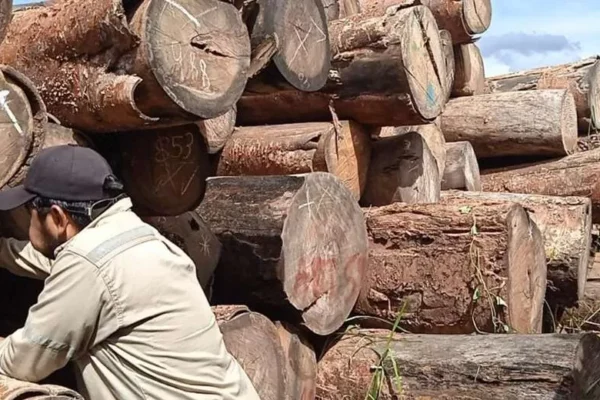 TALA ILEGAL: LA ABT DECOMISÓ CERCA DE 500 TRONCAS DE MADERA EN SAN IGNACIO DE VELASCO