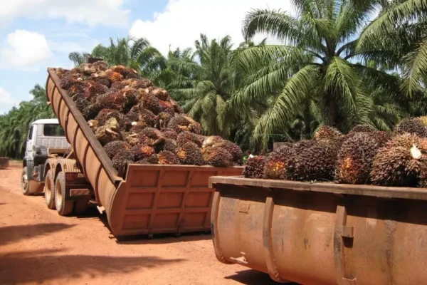 LA UAGRM INVESTIGA IMPACTO DE LA PALMA ACEITERA EN EL NORTE