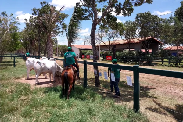 SHOPPING GANADERO DE LA HACIENDA NELORÍ