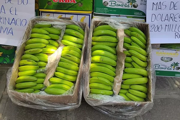 BANANEROS SIGUEN EXPORTANDO A ARGENTINA, A PESAR DE DEUDA Y PREOCUPACIÓN CON MEDIDAS DE MILEI