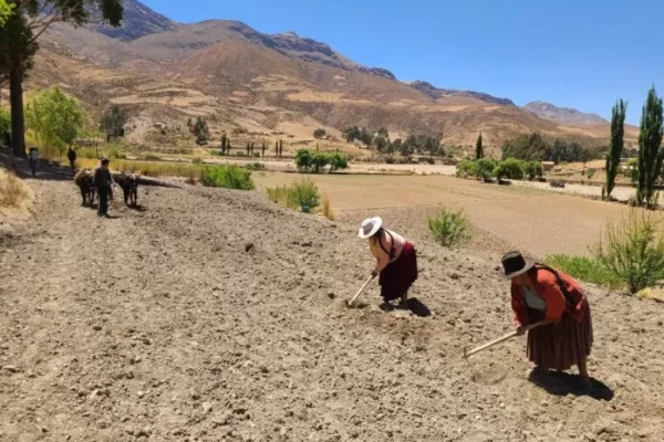 INSA PAGÓ MÁS DE BS 80 MILLONES POR CULTIVOS AFECTADOS