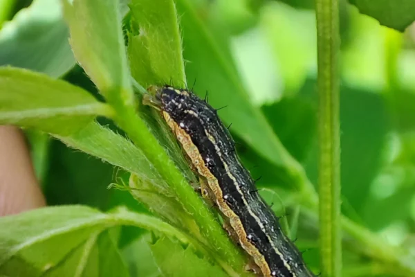 PLAGA DE GUSANOS INVADE SEMBRADÍOS DE MAÍZ EN MAIRANA Y AMENAZA A OTROS CULTIVOS