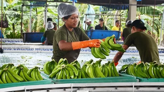 BLOQUEOS: PRODUCTORES DE BANANO DESECHAN LA PRODUCCIÓN PARA EXPORTACIÓN, TEMEN PERDER EL MERCADO ARGENTINO