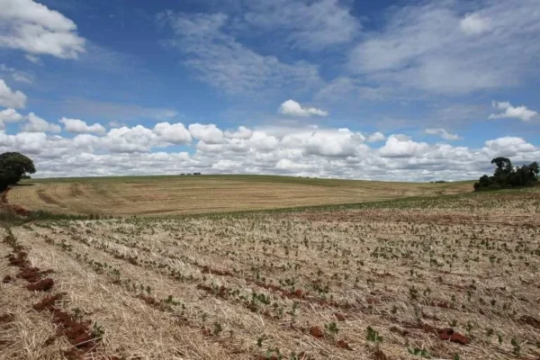 ANTE SEQUÍA, SIEMBRA DE SOYA NO ALCANZA SUPERFICIE PROYECTADA Y EL SECTOR DEMANDA BIOTECNOLOGÍA