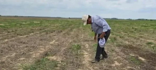 BOLIVIA: SOYEROS PREVÉN CAÍDA DE LA PRODUCCIÓN Y MERMA EN LA GENERACIÓN DE DIVISAS