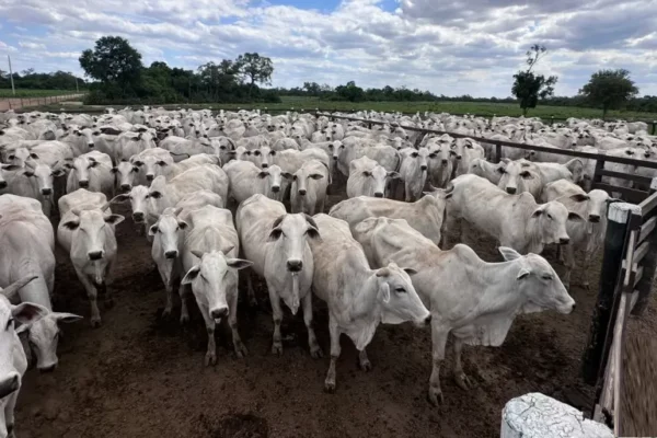 SECTOR GANADERO CUENTA CON MÁS DE 70.000 TONELADAS DE CARNE LIBRES PARA EXPORTACIÓN, SEGÚN FEGASACRUZ