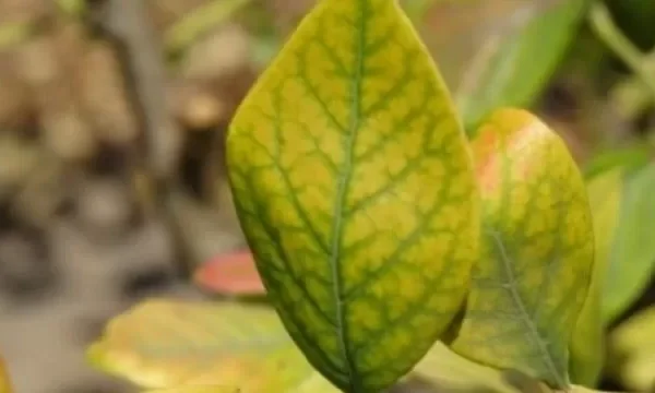 IMPORTANCIA DE LA NUTRICIÓN MINERAL EN LA PRODUCCIÓN DE FRUTA