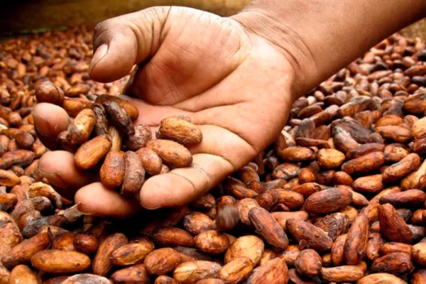 LA EXPORTACIÓN DEL CACAO CASI SE TRIPLICÓ DURANTE EL AÑO PASADO