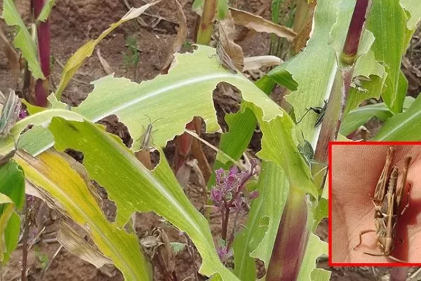 DESCARTAN PROPAGACIÓN DE LA PLAGA DE LANGOSTAS QUE AFECTA A COMUNIDADES DE RAQAYPAMPA