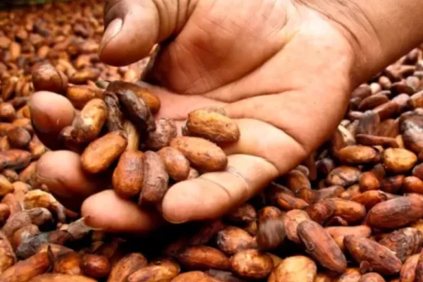 BOLIVIA: LA EXPORTACIÓN DEL CACAO CASI SE TRIPLICÓ DURANTE EL AÑO PASADO