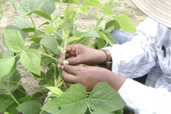 SOYEROS EN EMERGENCIA: NOS PAGAN EN BOLIVIANOS POR NUESTRA PRODUCCIÓN Y NOS PIDEN DÓLARES PARA COMPRAR INSUMOS