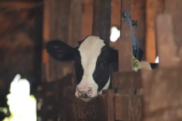 PARAGUAY: RESALTAN EL POTENCIAL PARAGUAYO EN LA PRODUCCIÓN DE LECHE E INSTAN A REFORZAR LA CAPACITACIÓN