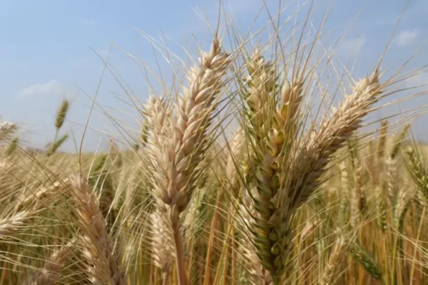 ANAPO PROYECTA LA SIEMBRA 130.000 HECTÁREAS DE TRIGO PARA LA CAMPAÑA DE INVIERNO
