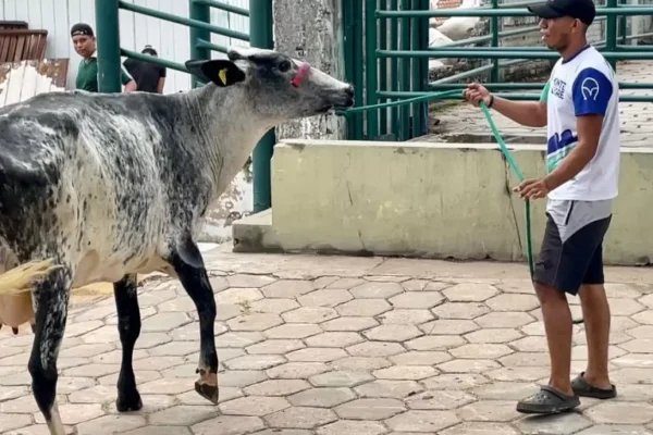 AGROPECRUZ 2024 PREPARA EL TERRENO Y EMPIEZA A INGRESAR ANIMALES EN EL PREDIO FERIAL
