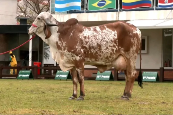 AGROPECRUZ: LAS VACAS GIROLANDO YA ESTÁN EN FEXPOCRUZ PARA PARTICIPAR DEL CONCURSO LECHERO ESTE JUEVES