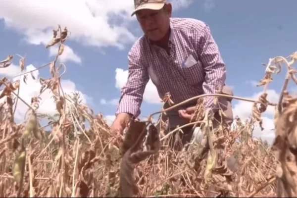 PRODUCTORES DE SOYA PIDEN DECLARAR DESASTRE NATURAL POR SEQUÍA EN SAN JULIÁN