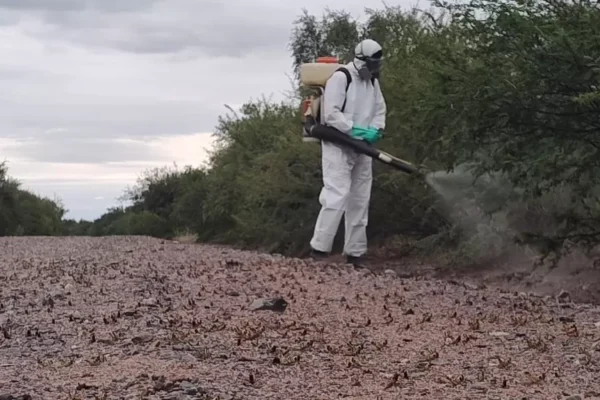 ARGENTINA: CÓRDOBA; MONITOREO Y CONTROL PERMITIERON LA DETECCIÓN DE LANGOSTAS EN ESTADÍO NINFAL
