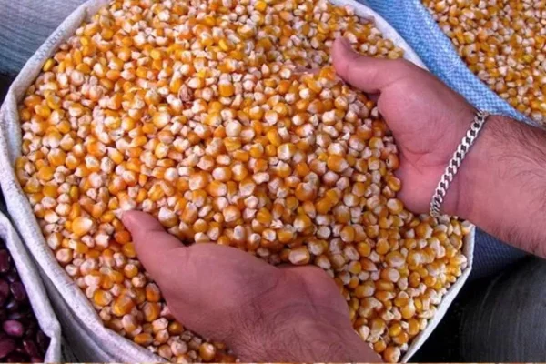 CAÍDA DE LA PRODUCCIÓN DE MAÍZ EN ARGENTINA PREOCUPA A LOS PRODUCTORES EN BOLIVIA